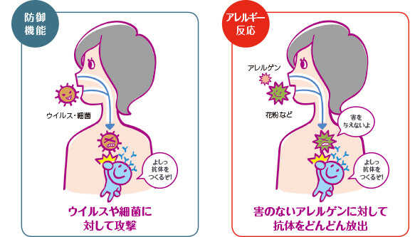 防御反応…ウイルスや細菌に対して攻撃 アレルギー反応…害のないアレルゲンに対して抗体をどんどん放出
