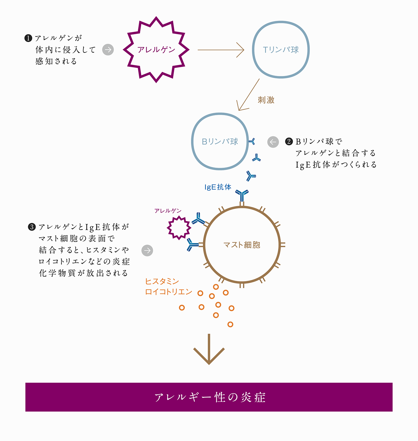 1.アレルゲンが体内に侵入して感知される 2.Bリンパ球でアレルゲンと結合するIgE抗体がつくられる 3.アレルゲンとIgE抗体がマスト細胞の表面で結合すると、ヒスタミンやロイコトリエンなどの炎症化学物質が放出される 4.好酸球が炎症性のたんぱく質を放出 ⇒ [アレルギー性の炎症] <イメージ図>