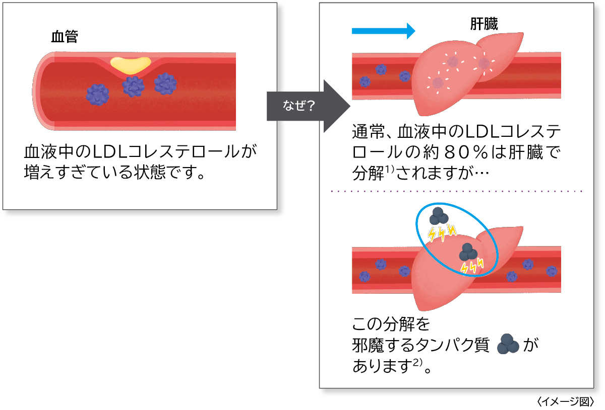 血管 血液中のLDLコレステロールが増えすぎている状態です。　なぜ？　肝臓 通常、血液中のLDLコレステロールの約80%は肝臓で分解されますが…この分解を邪魔するタンパク質が増えています2)。