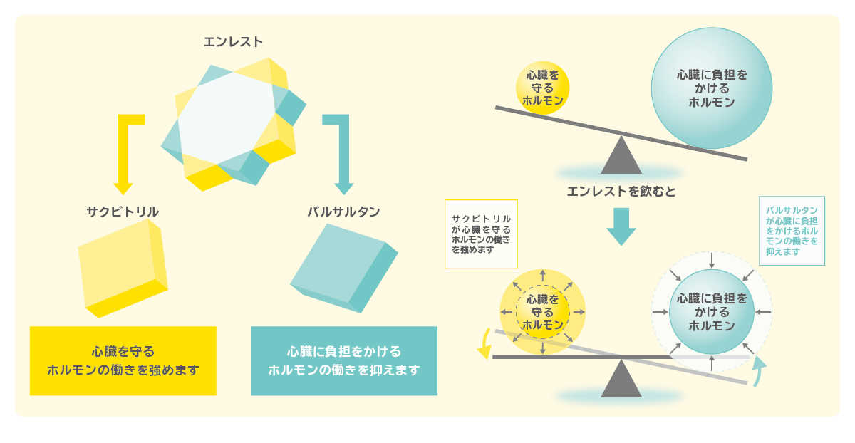 エンレストの体の中での作用