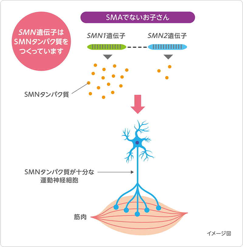 図：SMAでないお子さんの場合