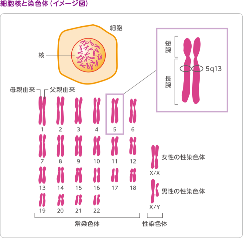 図：細胞核と染色体（イメージ図）