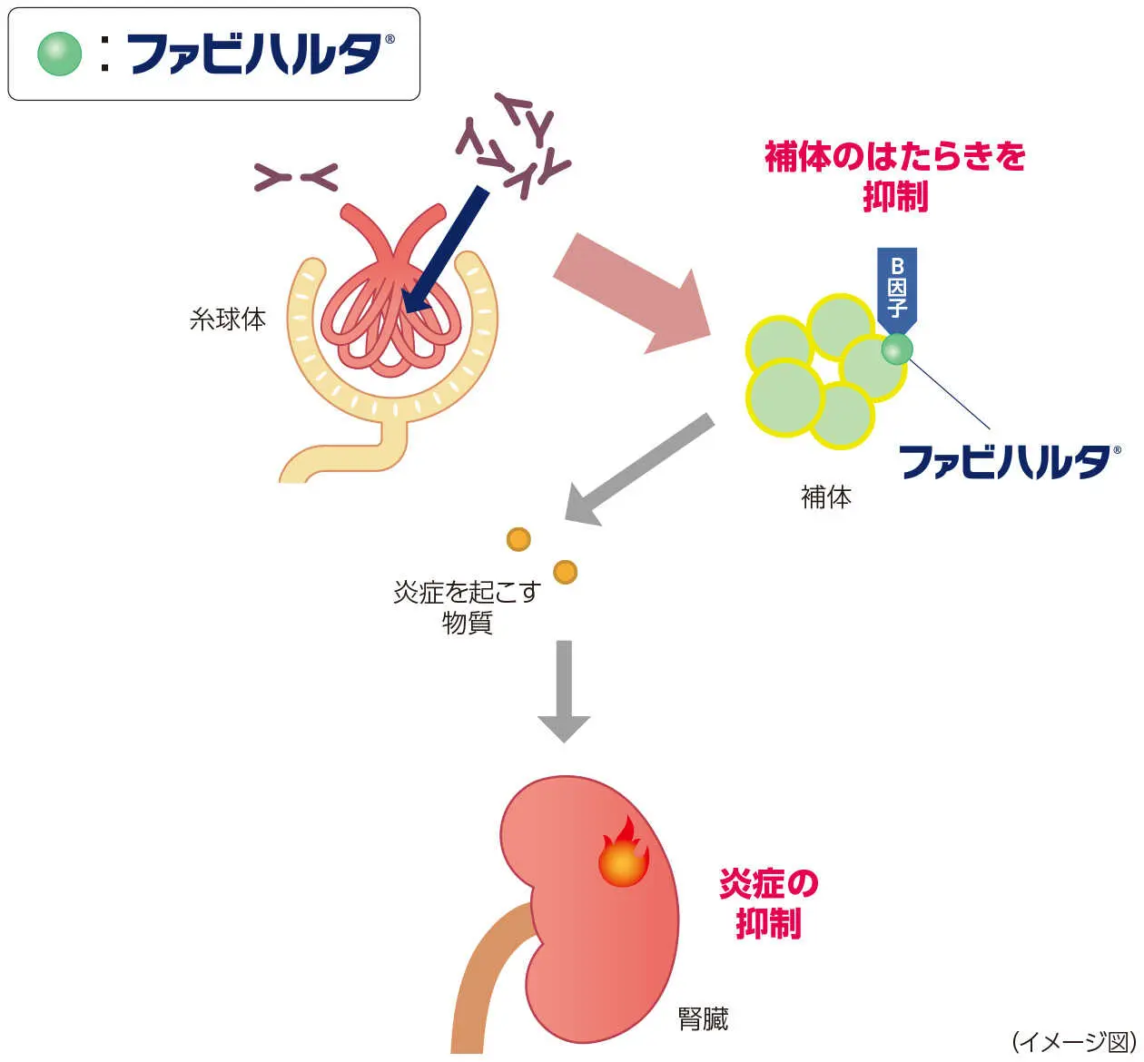 イメージ図：IgA腎症に対するファビハルタ®の作用