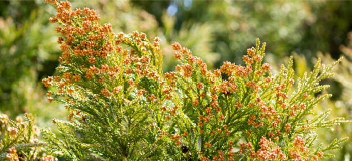 花粉症の症状をコントロールする薬