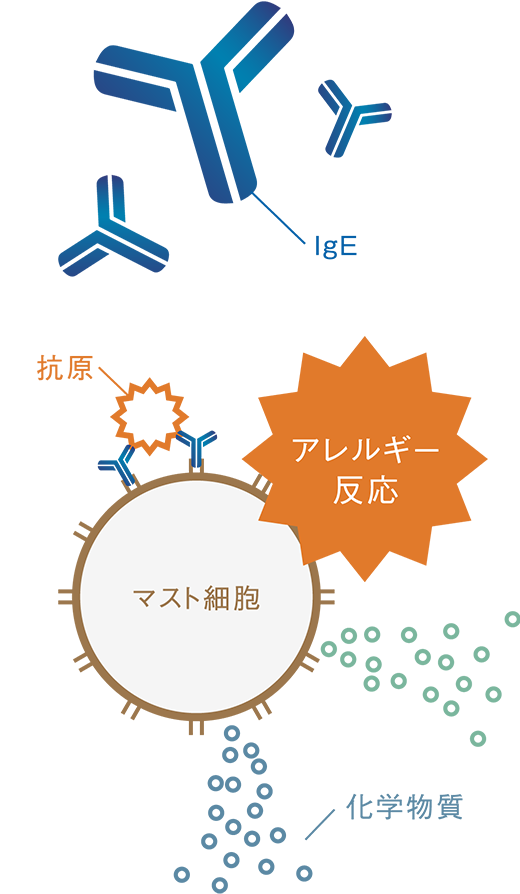 イメージ：抗原と結合する性質をもつ抗体（IgE）がつくられ、マスト細胞に結合