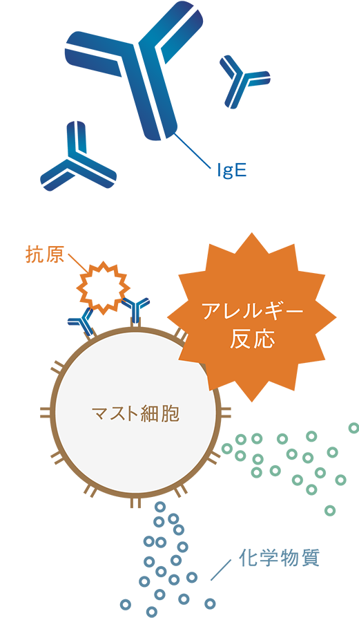 イメージ：抗原と結合する性質をもつ抗体（IgE）がつくられ、マスト細胞に結合