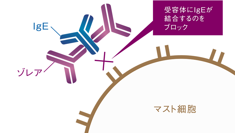 受容体にIgEが結合するのをブロック