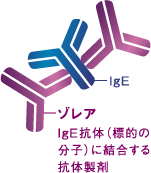 ゾレア：IgE抗体（標的の分子）に結合する抗体製剤